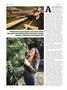 Page: - 80 | High Times