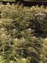 Page: - 89 | High Times