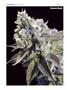 Page: - 114 | High Times