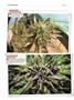 Page: - 136 | High Times