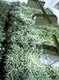 Page: - 15 | High Times