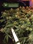 Page: - 16 | High Times