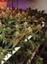 Page: - 17 | High Times