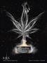 Page: - 25 | High Times