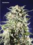Page: - 75 | High Times