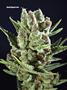 Page: - 78 | High Times