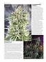 Page: - 52 | High Times