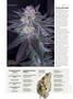 Page: - 54 | High Times