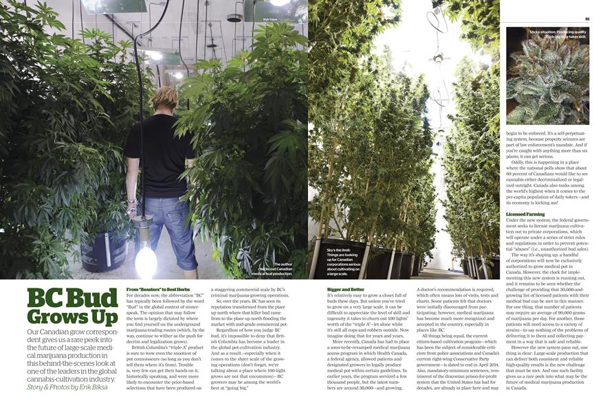 BC Bud Grows Up