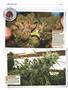 Page: - 130 | High Times
