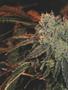 Page: - 16 | High Times