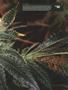 Page: - 17 | High Times
