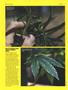 Page: - 66 | High Times
