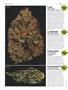 Page: - 70 | High Times