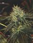 Page: - 71 | High Times