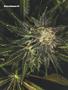 Page: - 74 | High Times