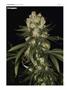 Page: - 114 | High Times