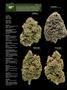 Page: - 16 | High Times