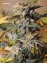 Page: - 75 | High Times