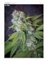 Page: - 116 | High Times