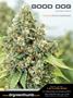 Page: - 123 | High Times