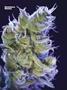 Page: - 75 | High Times