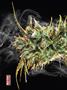 Page: - 76 | High Times