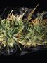 Page: - 77 | High Times