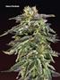 Page: - 78 | High Times