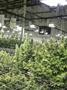 Page: - 15 | High Times