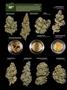 Page: - 18 | High Times