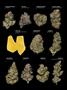 Page: - 19 | High Times