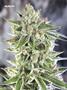 Page: - 83 | High Times