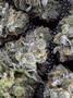 Page: - 84 | High Times