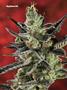 Page: - 86 | High Times