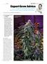 Page: - 113 | High Times