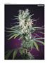 Page: - 116 | High Times
