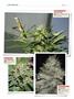 Page: - 138 | High Times