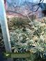 Page: - 14 | High Times