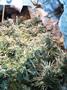 Page: - 15 | High Times