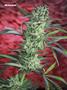 Page: - 75 | High Times