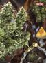 Page: - 77 | High Times