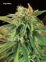 Page: - 78 | High Times