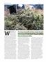 Page: - 86 | High Times