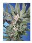 Page: - 116 | High Times
