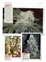 Page: - 138 | High Times