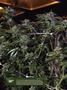 Page: - 14 | High Times