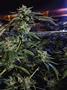 Page: - 15 | High Times