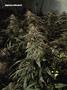 Page: - 75 | High Times