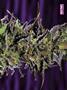 Page: - 77 | High Times